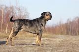 CATAHOULA 036